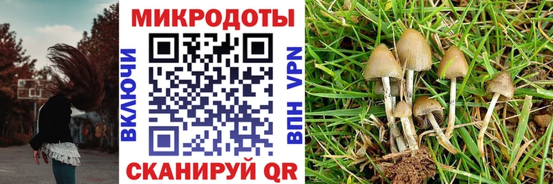 Псилоцибиновые грибы Psilocybine cubensis Нерюнгри